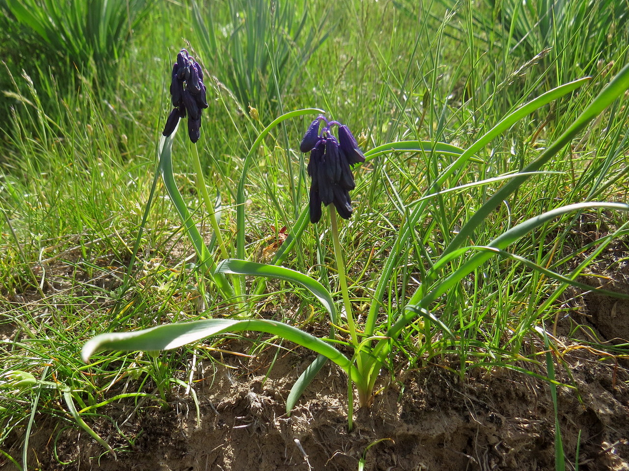 Image of Bellevalia turkestanica specimen.
