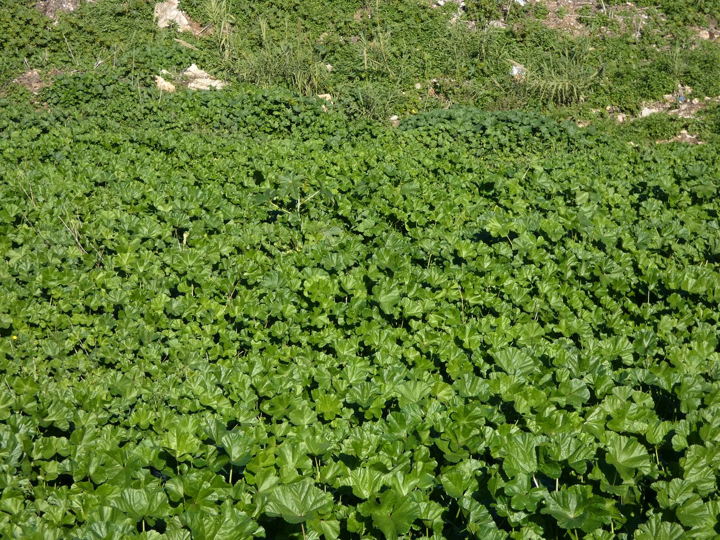 Изображение особи Malva sylvestris.