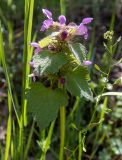 Lamium purpureum. Верхушка цветущего растения. Крым, окр. г. Судак, с.-в. склон горы Перчем, обочина грунтовой дороги. 23.04.2025.