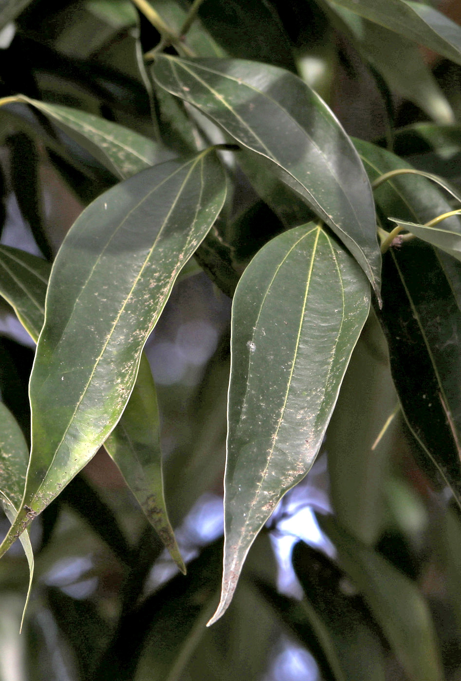 Изображение особи Cinnamomum sieboldii.