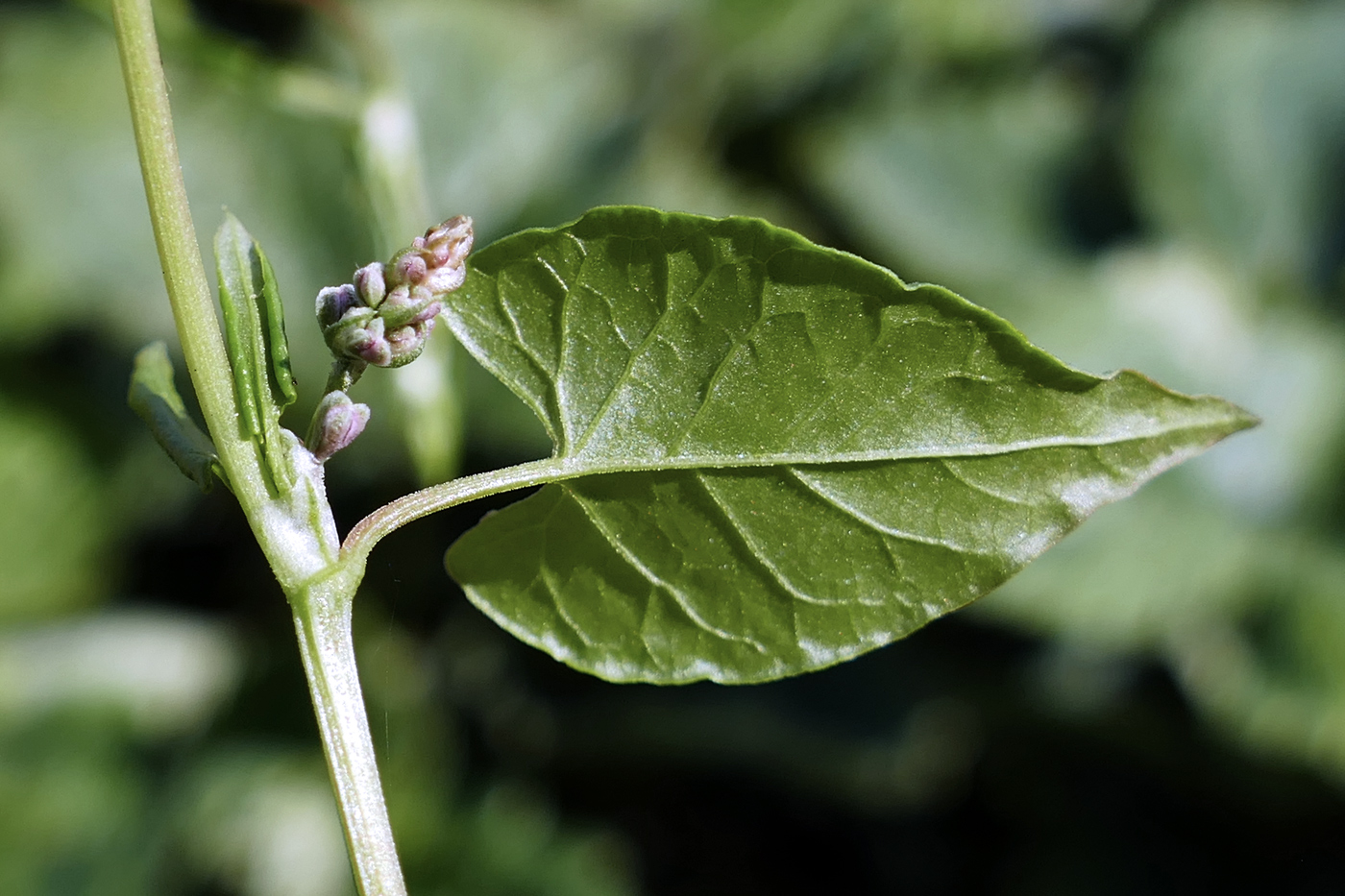 Image of Fallopia convolvulus specimen.