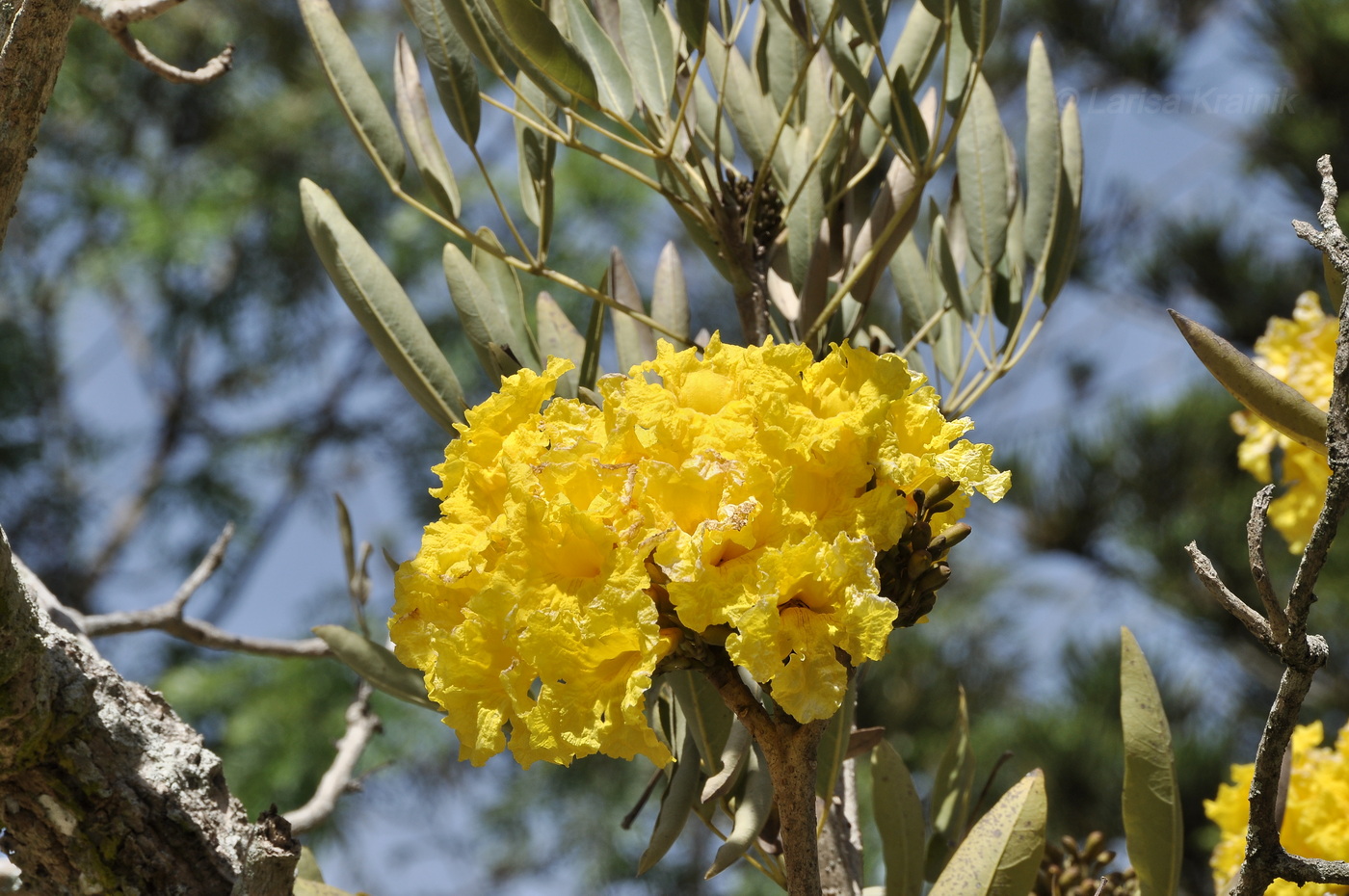 Image of Tabebuia caraiba specimen.