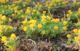 Eranthis hyemalis. Цветущие растения (фон - единичные экземпляры Crocus vernus). Санкт-Петербург, Ботанический сад Петра Великого, северный двор, цветник. 10 марта 2026 г.