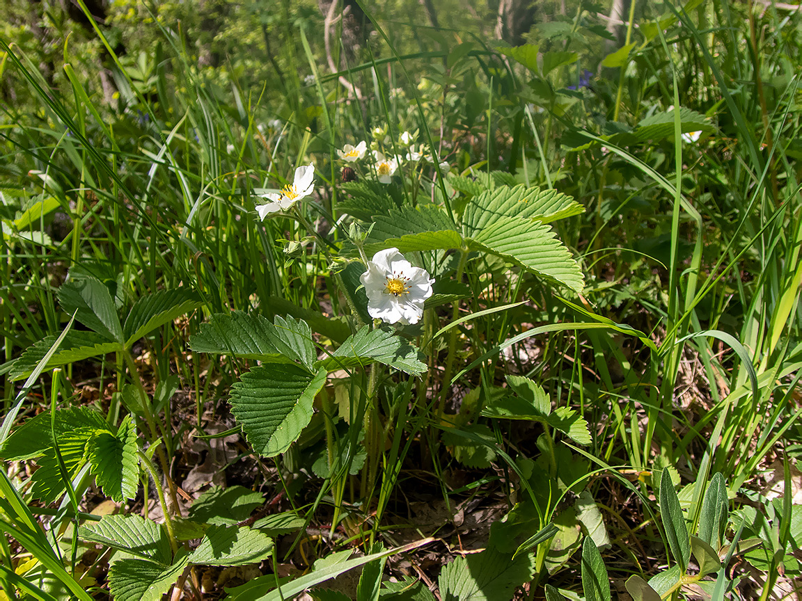 Image of genus Fragaria specimen.
