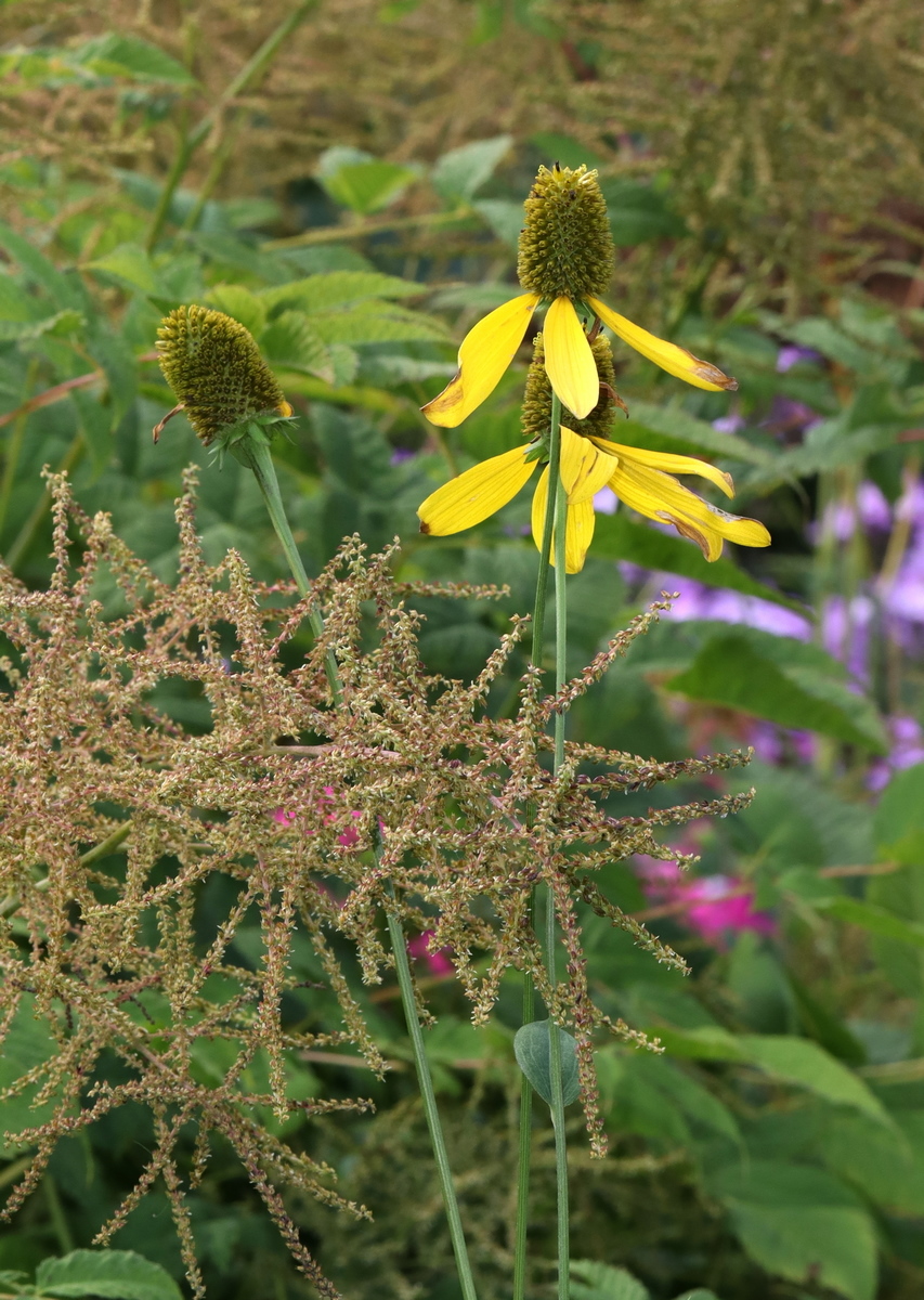 Image of Rudbeckia nitida specimen.