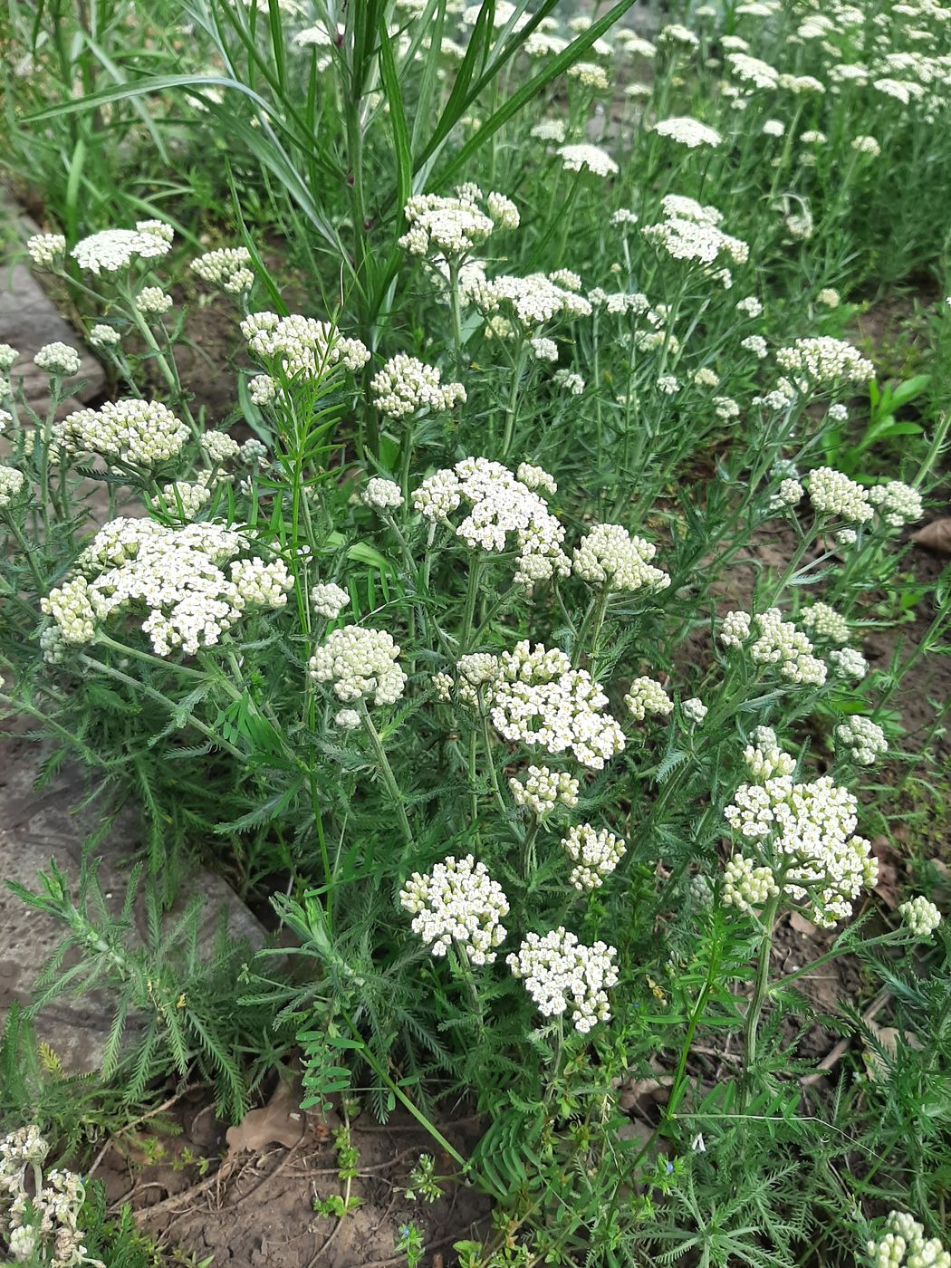 Image of Achillea ochroleuca specimen.