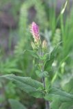 genus Salvia. Верхушка цветущего растения. Грузия, край Самцхе-Джавахети, окраина с. Тмогви, окр. южного берега оз. Цунда, горная степь. 6 июня 2026 г.