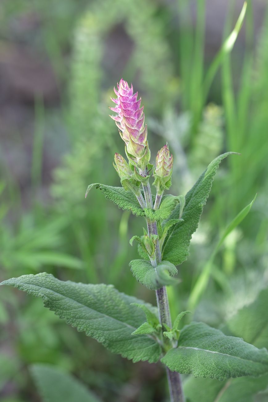 Image of genus Salvia specimen.