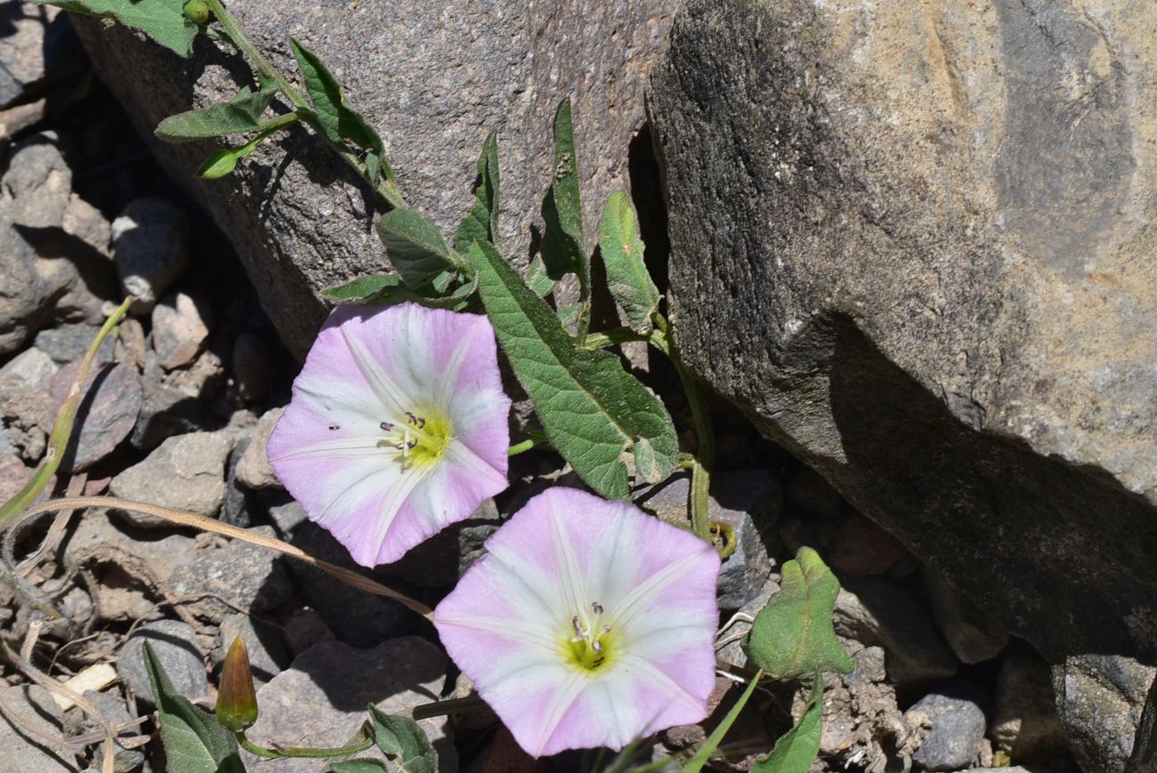 Image of Convolvulus betonicifolius specimen.