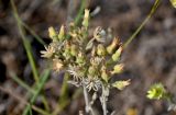 Andryala integrifolia