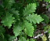 genus Quercus. Листья. Грузия, край Самцхе-Джавахети, Ахалцихский муниципалитет, левый борт р. Цинубанисцкали, 1,8 км выше по течению от горячего источника Цинубани, гребень небольшого отрога, лес. 9 июня 2026 г.