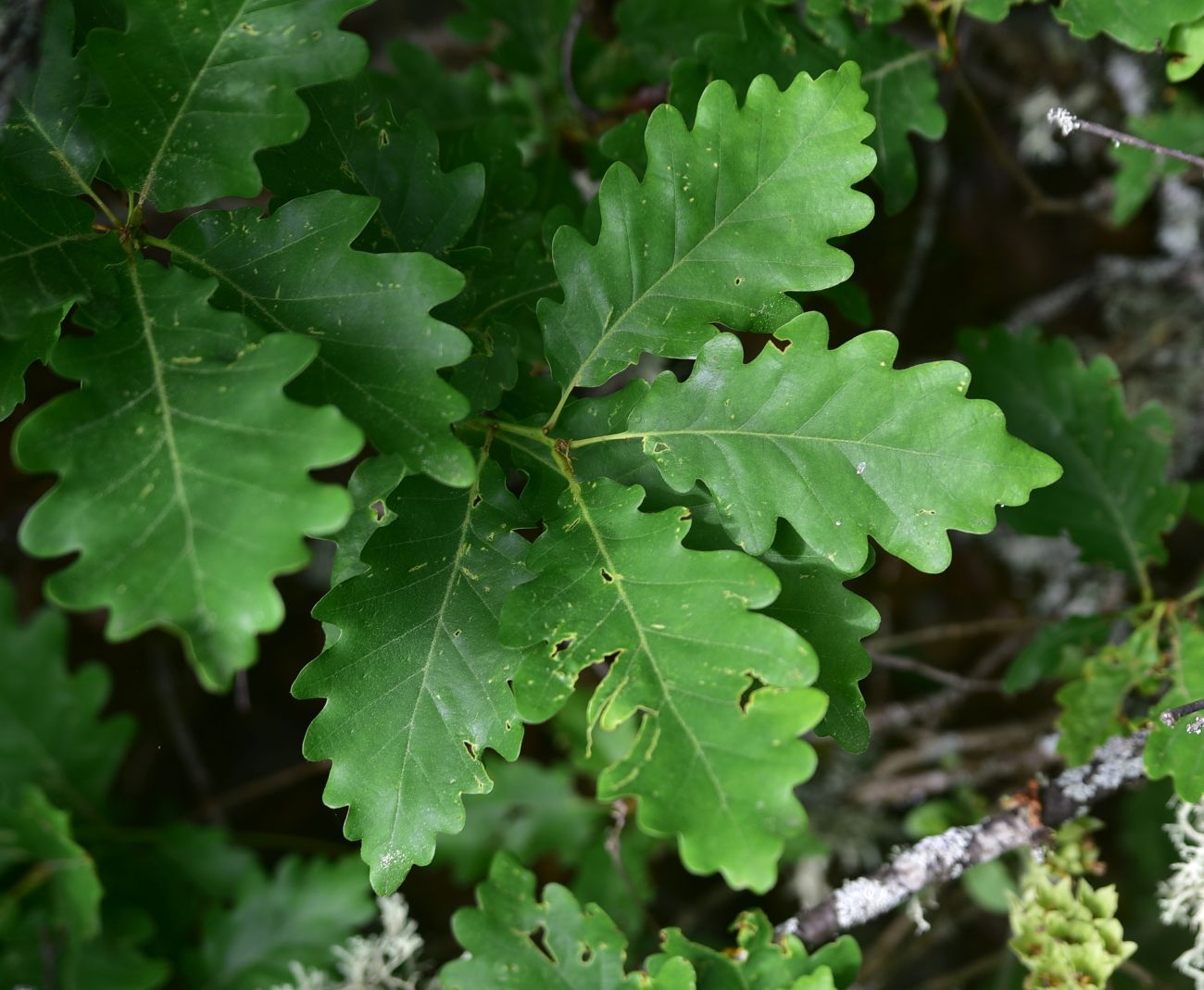 Image of genus Quercus specimen.
