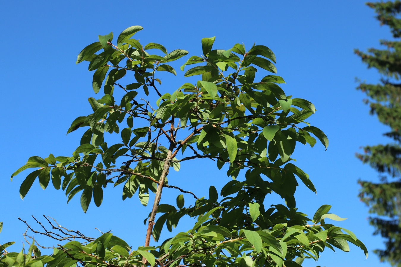Image of Lonicera edulis specimen.