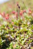 Luzula multiflora подвид sibirica. Плодоносящее растение. Хабаровский край, р-н имени Лазо, массив горы Ко, гора Столовая, выс. ≈ 1915 м н.у.м., горная тундра. 02.08.2026.