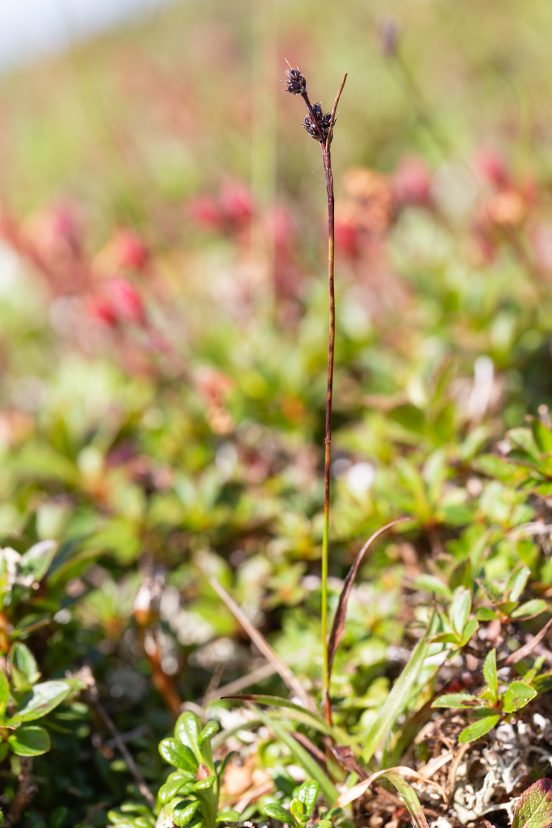 Image of Luzula multiflora ssp. sibirica specimen.