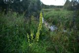 Verbascum nigrum. Соцветие. Смоленская обл., Вяземский р-н, окр. дер. Савино, высокий берег р. Осьма, луг. 21 августа 2026 г.