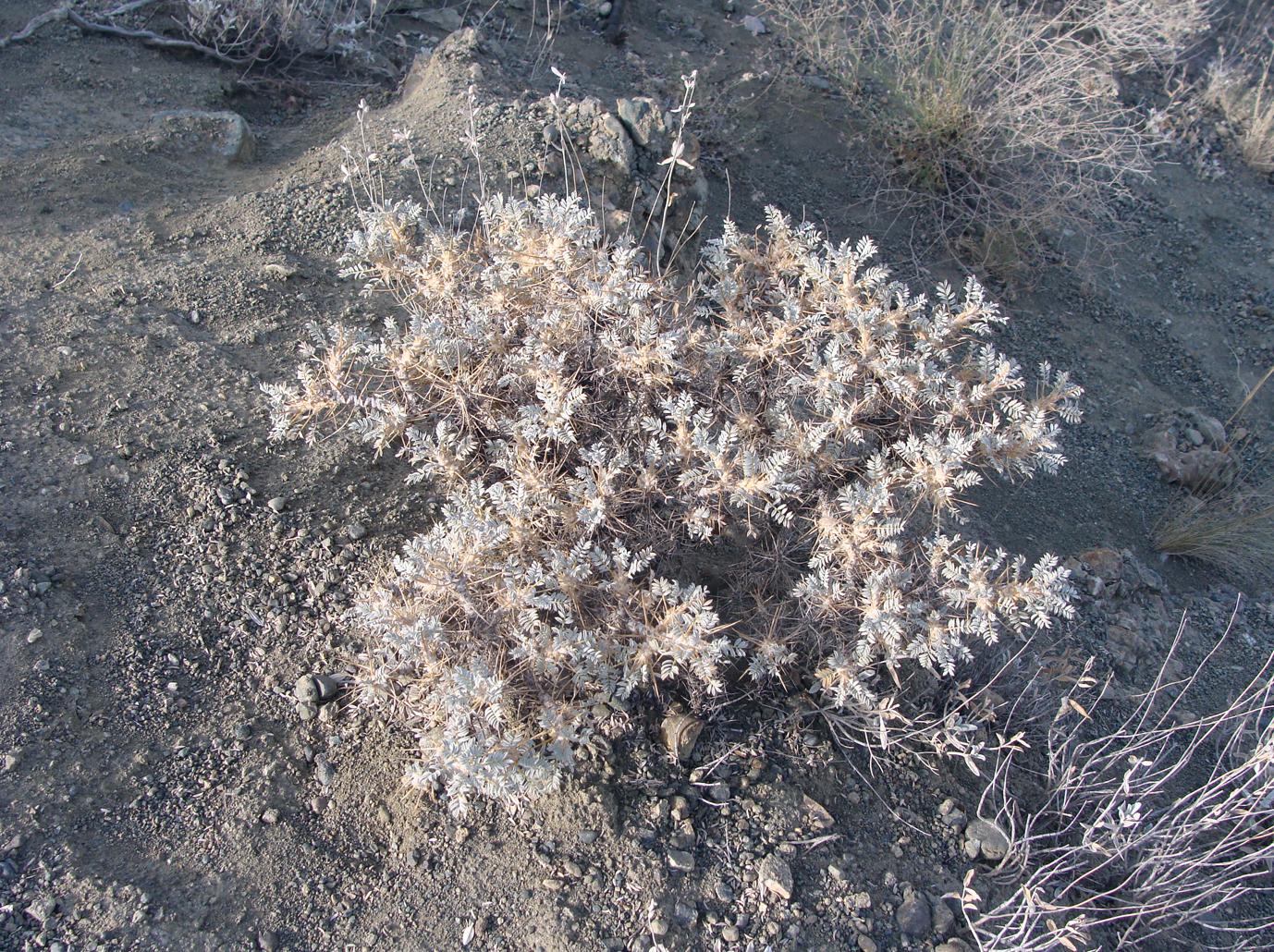 Image of genus Astragalus specimen.