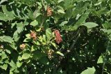 Viburnum burejaeticum. Ветви с зреющими соплодиями. Приморский край, Шкотовский р-н, окр. с. Новонежино, кромка сырого луга. 08.08.2026.