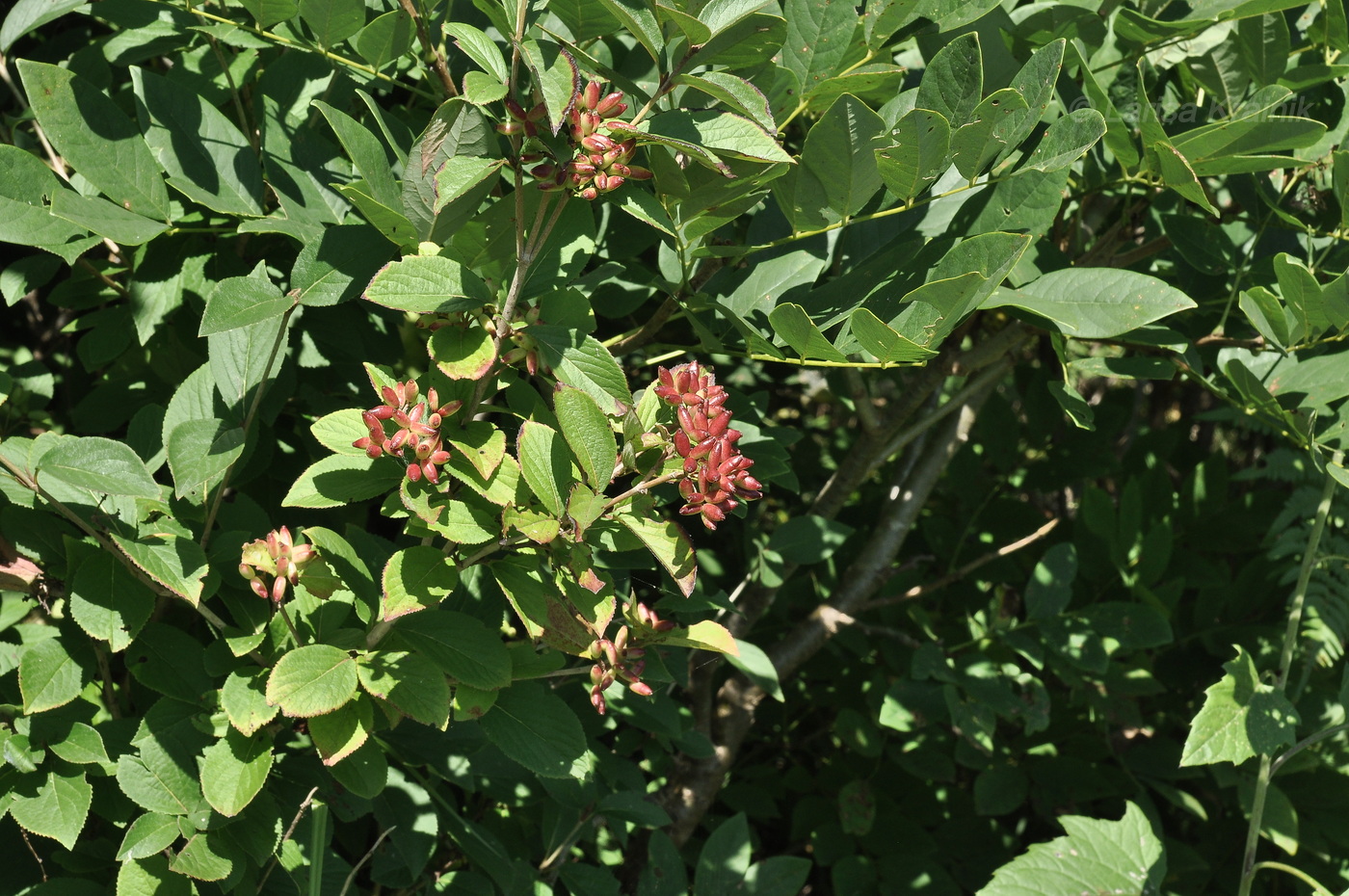 Image of Viburnum burejaeticum specimen.