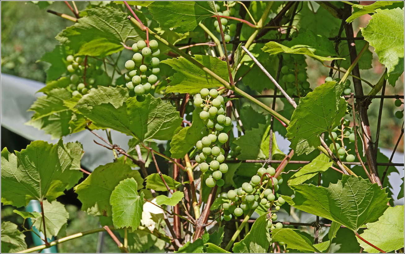 Image of Vitis × alexanderi specimen.
