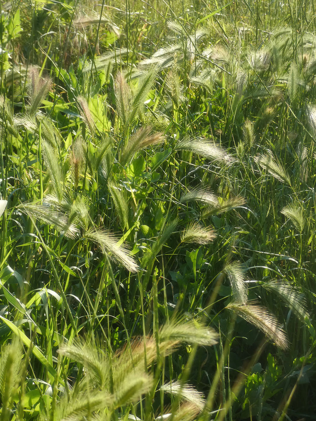 Image of genus Hordeum specimen.