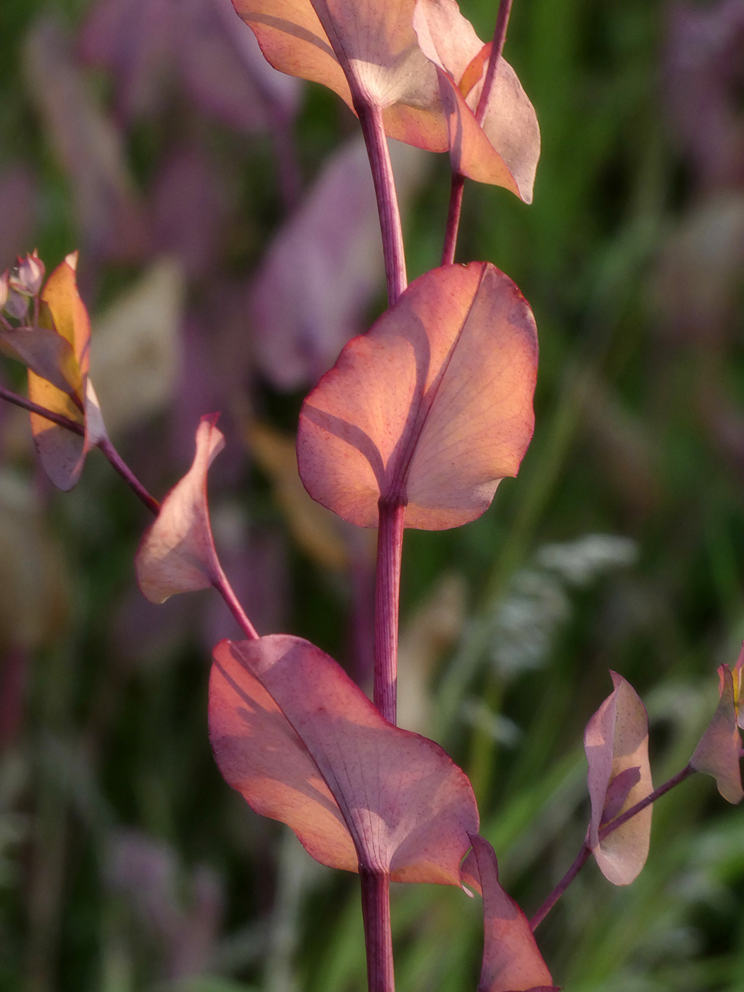 Изображение особи Bupleurum rotundifolium.