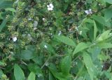 Spiraea thunbergii