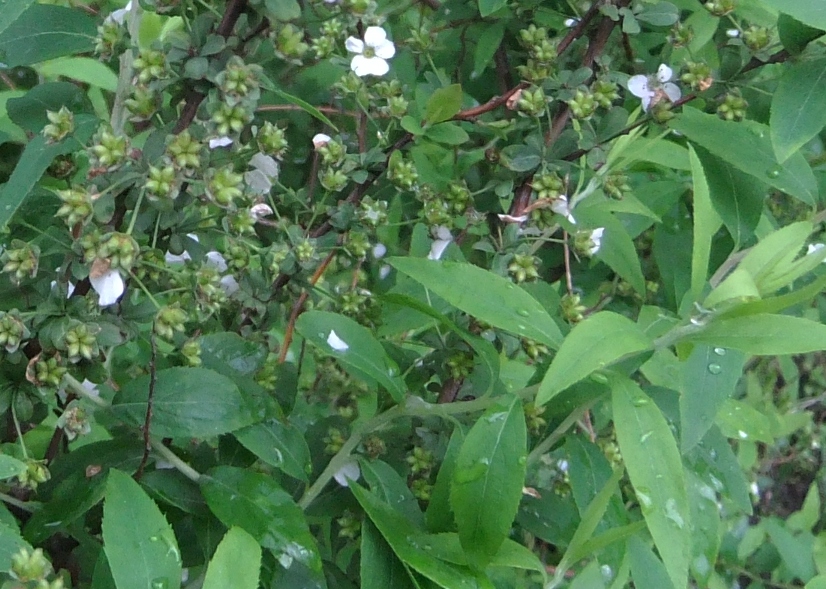 Изображение особи Spiraea thunbergii.