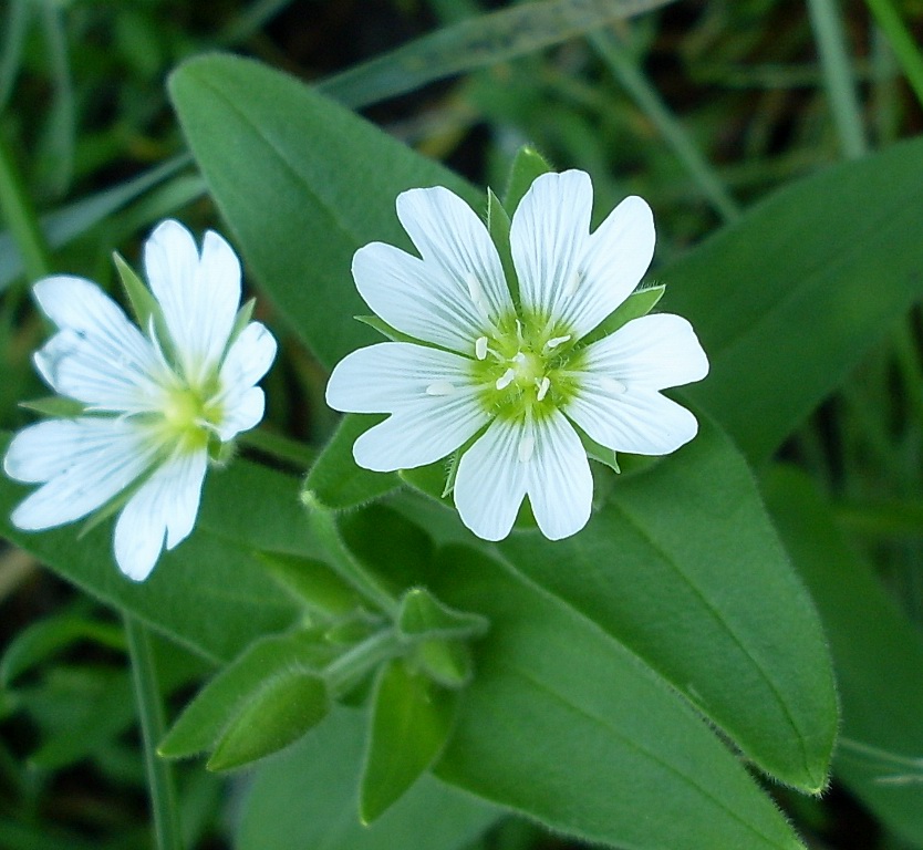 Image of Cerastium nemorale specimen.