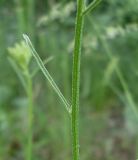 Image of taxon representative. Author is Анатолий Лисицын