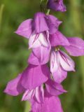 Gladiolus imbricatus