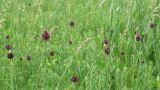 Allium rotundum. Верхушки побегов с соцветиями. Краснодарский край, пойменный луг между станицами Шкуринская и Канеловская. 09.06.2011.