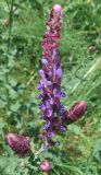 Salvia tesquicola