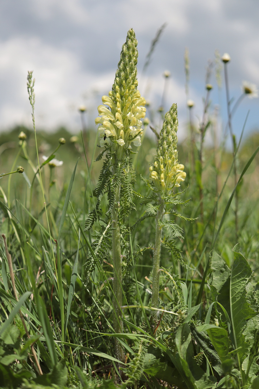 Изображение особи Pedicularis sibthorpii.