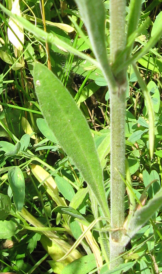 Image of Silene wolgensis specimen.