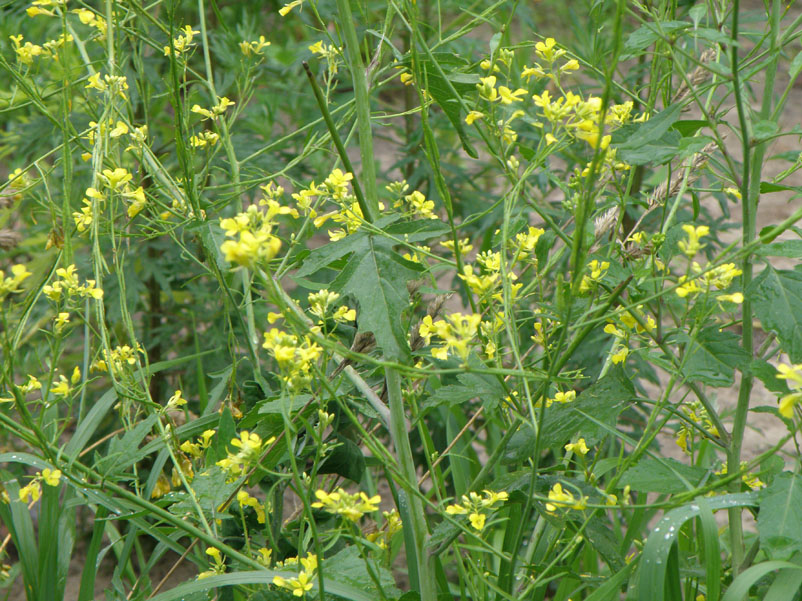 Image of Sisymbrium officinale specimen.