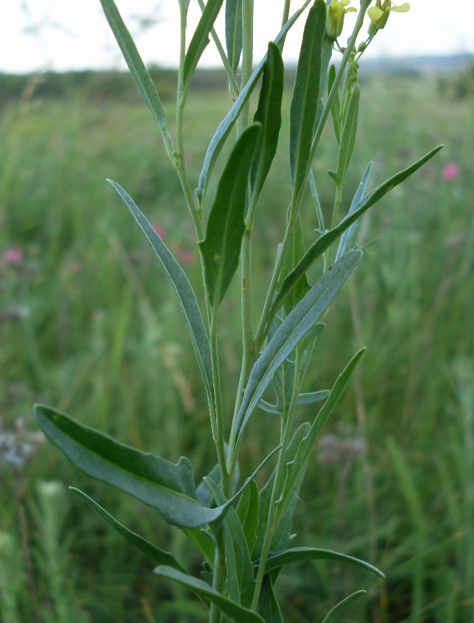 Image of Sisymbrium volgense specimen.
