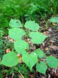 Tilia cordata