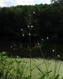 Alisma plantago-aquatica. Соцветие. Украина, Донецкая обл., Славянский р-н, окр. с. Богородичное. 30.07.2011.