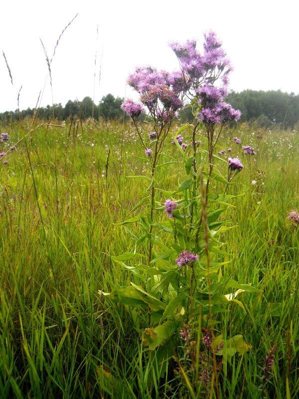 Изображение особи Saussurea amara.