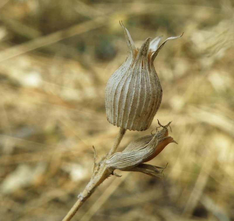 Image of Pleconax conica specimen.