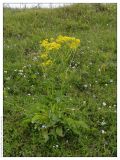 Senecio schwetzowii. Цветущее растение. Республика Татарстан, Нурлатский р-н. 13.07.2005.