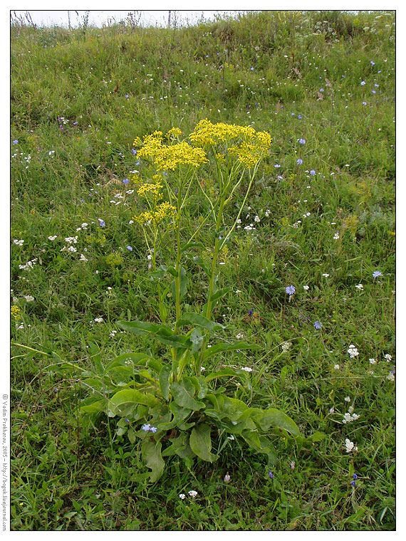 Изображение особи Senecio schwetzowii.