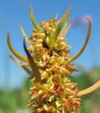 Rumex rossicus