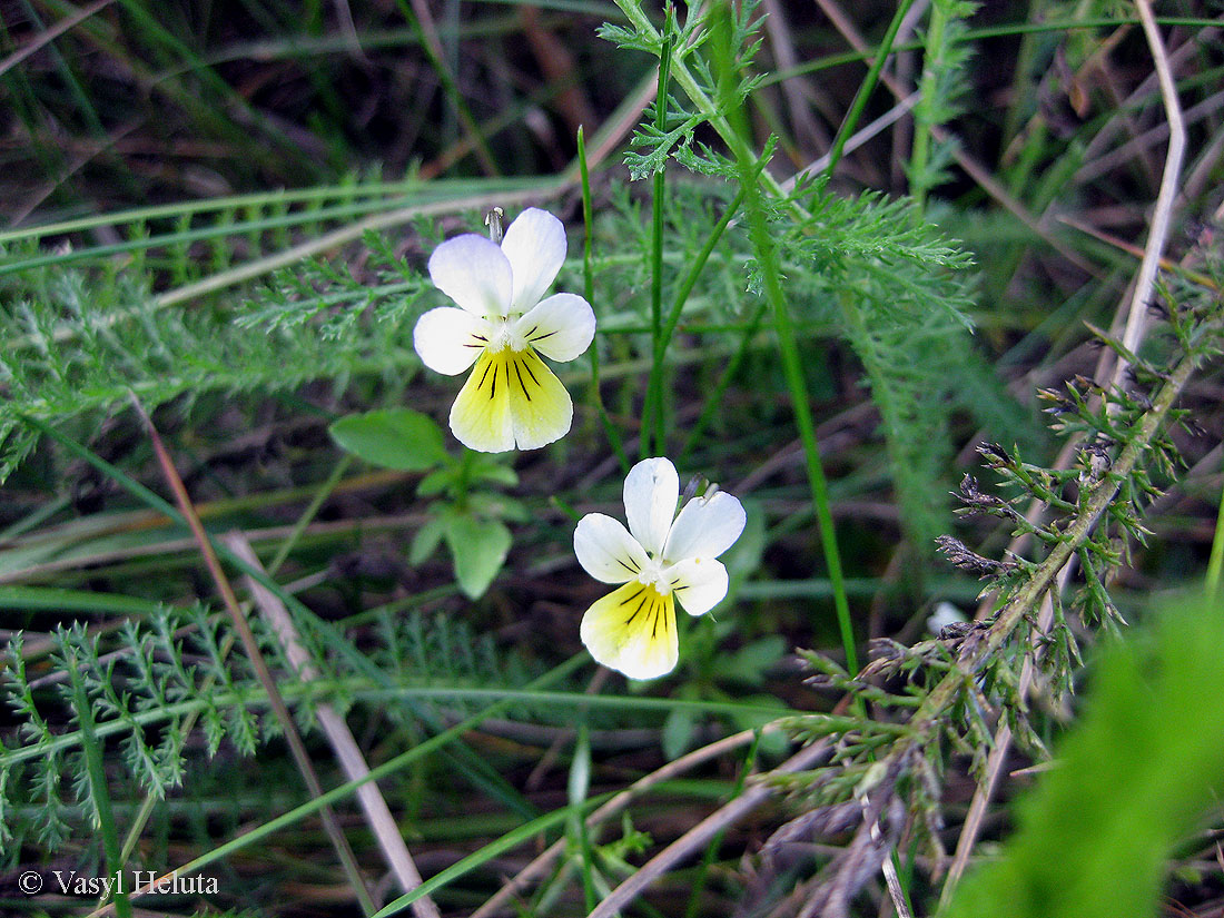 Image of Viola tricolor specimen.
