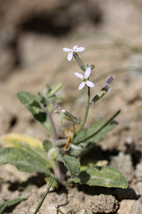 Изображение особи Strigosella trichocarpa.