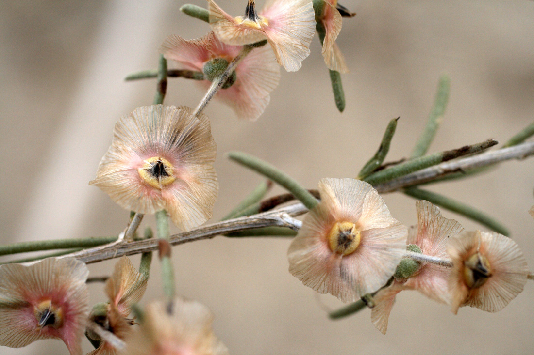 Изображение особи Salsola richteri.