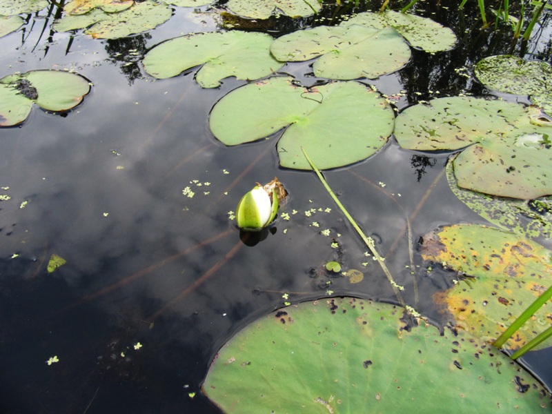 Image of Nymphaea candida specimen.