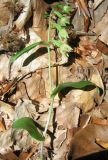 Epipactis persica. Цветущее растение. Крым, гора Северная Демерджи, буковый лес. 22 июля 2011 г.