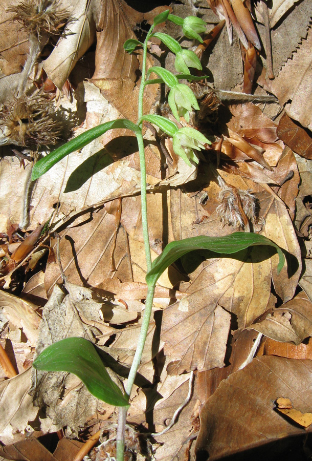 Изображение особи Epipactis persica.